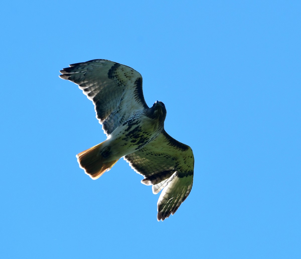 Red-tailed Hawk - Eric Titcomb