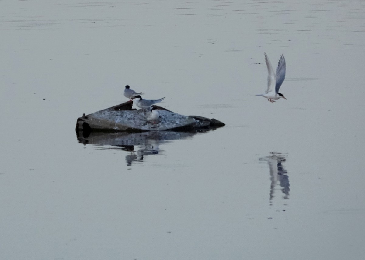 Common Tern - jerry pruett