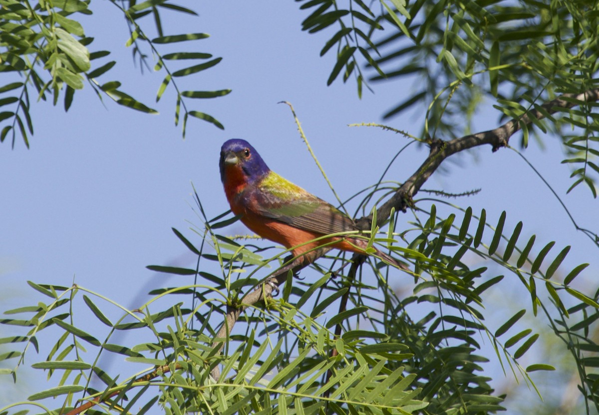 Painted Bunting - ML334784071