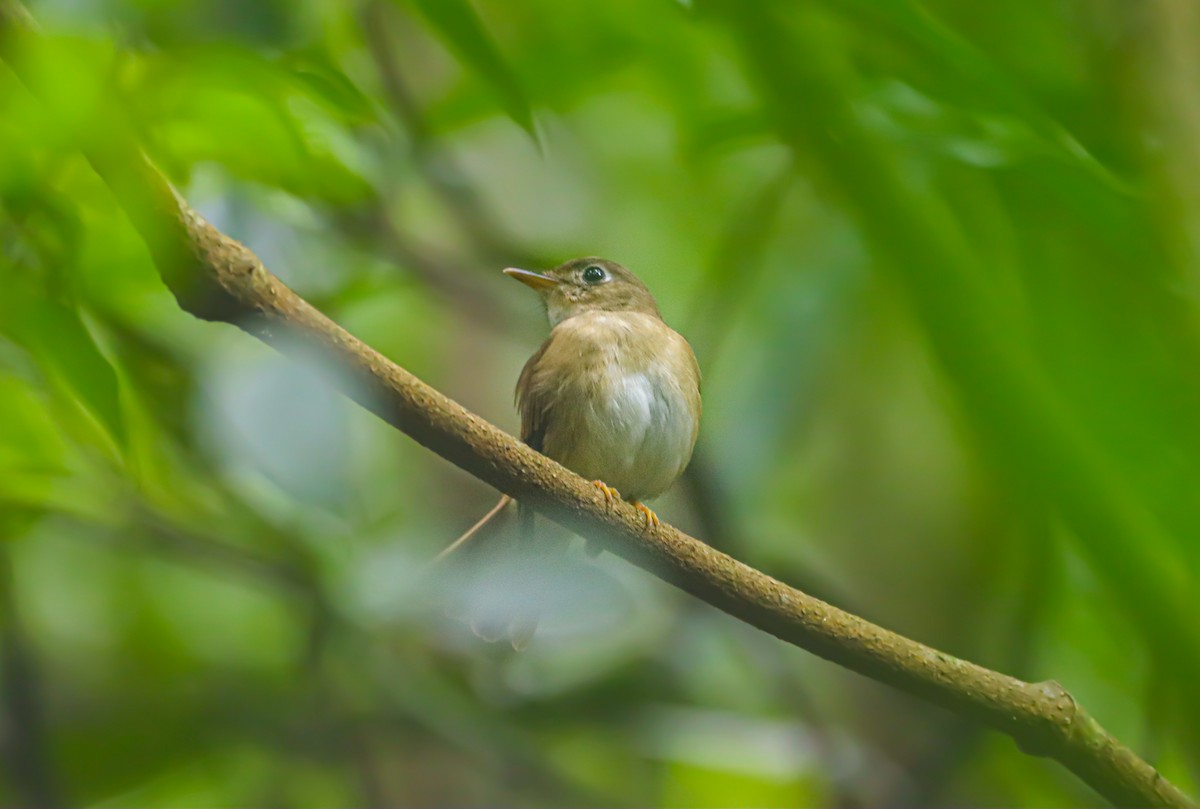Brown-breasted Flycatcher - ML334788361