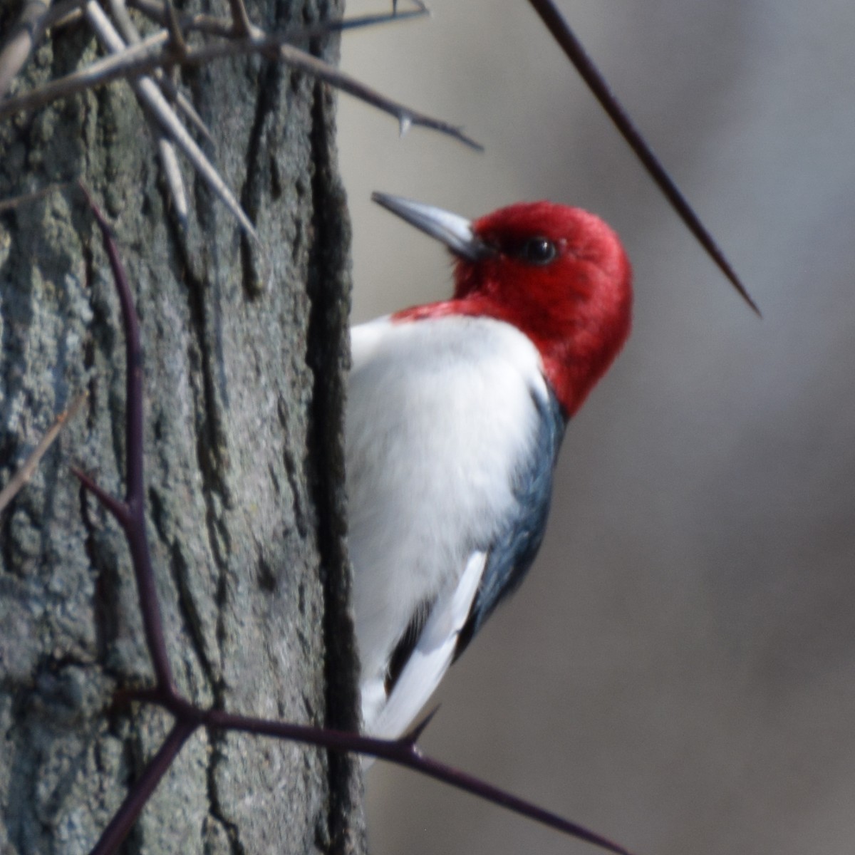 Red-headed Woodpecker - ML334791921