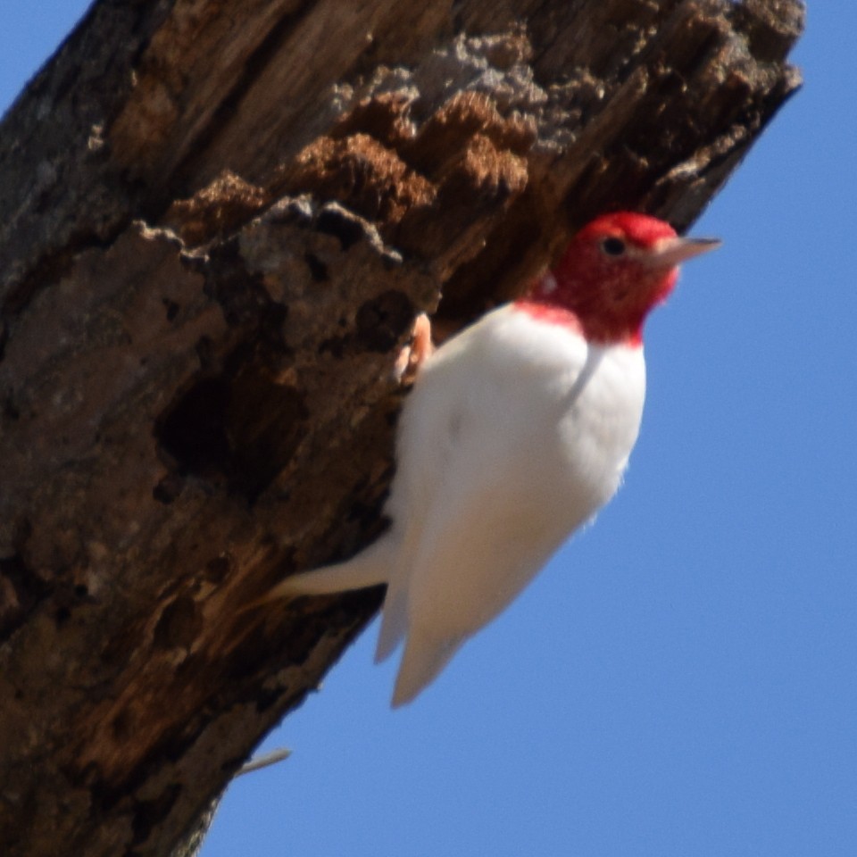 Red-headed Woodpecker - ML334791981