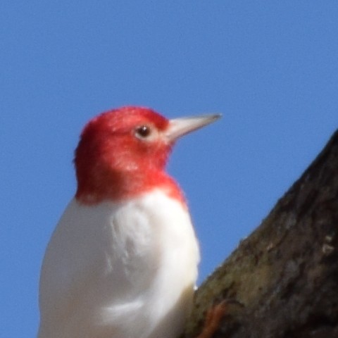 Red-headed Woodpecker - ML334792261