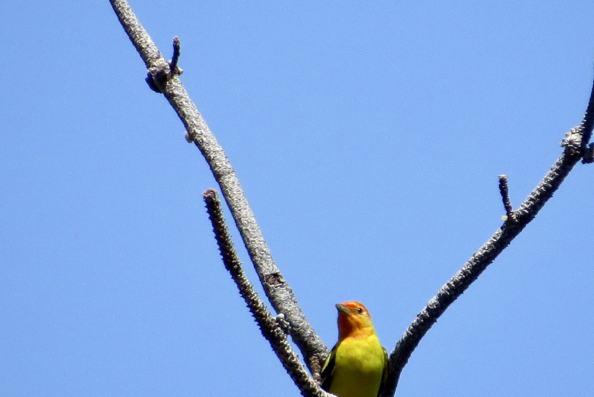 Western Tanager - ML334792701