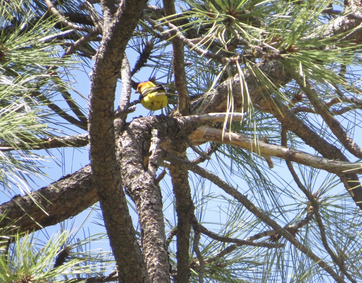 Western Tanager - ML334792751