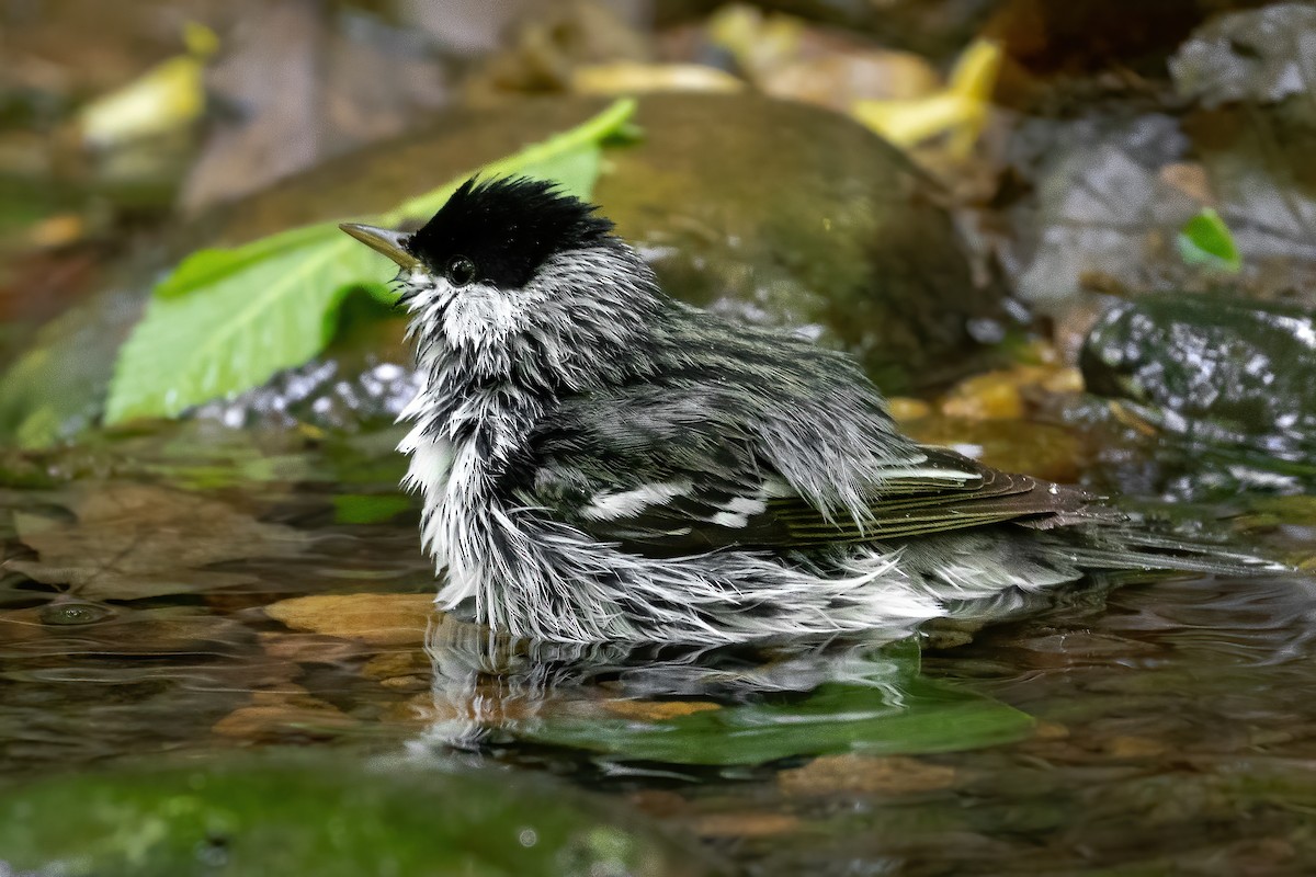 Blackpoll Warbler - Alicia Ambers