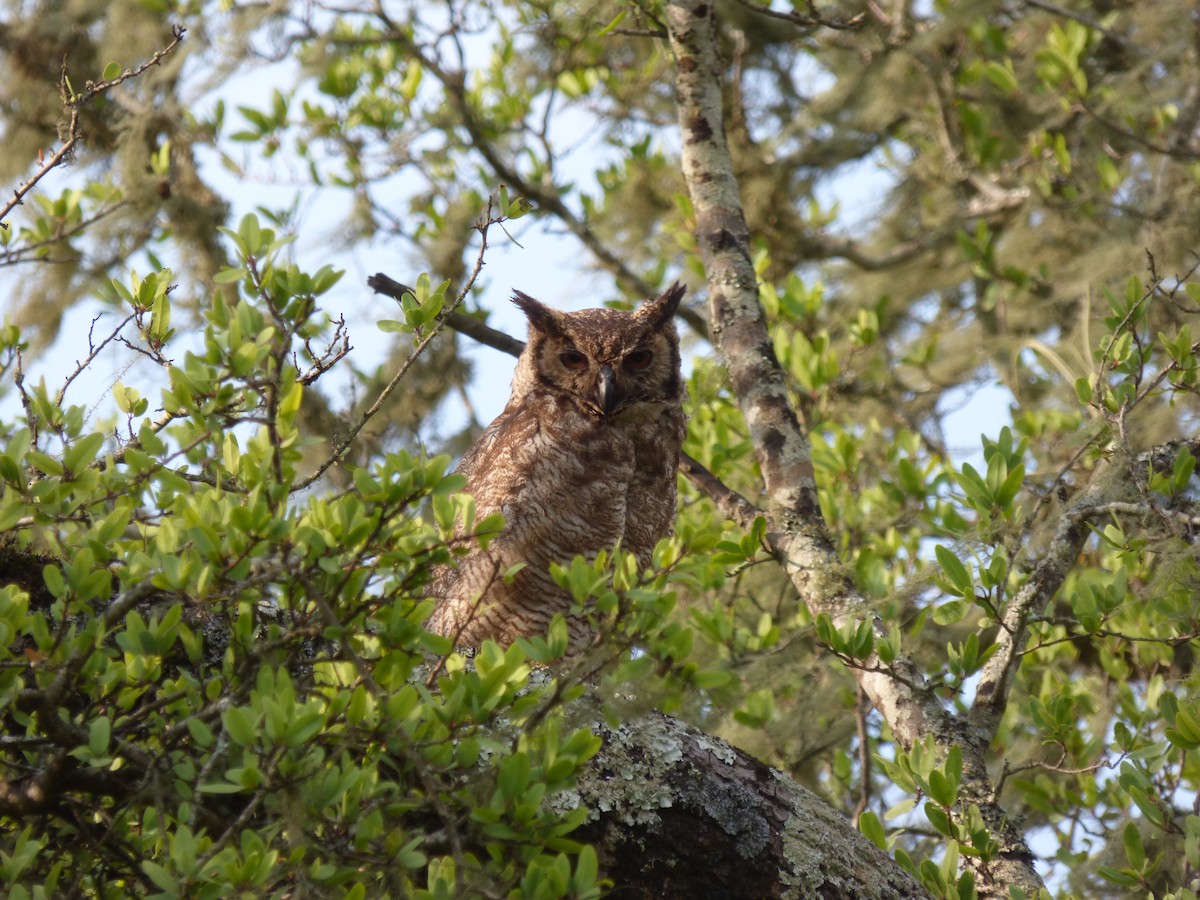 Great Horned Owl - ML334794571