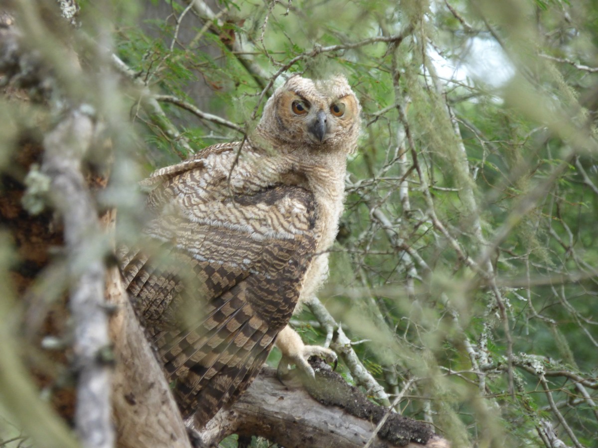 Great Horned Owl - ML334794841