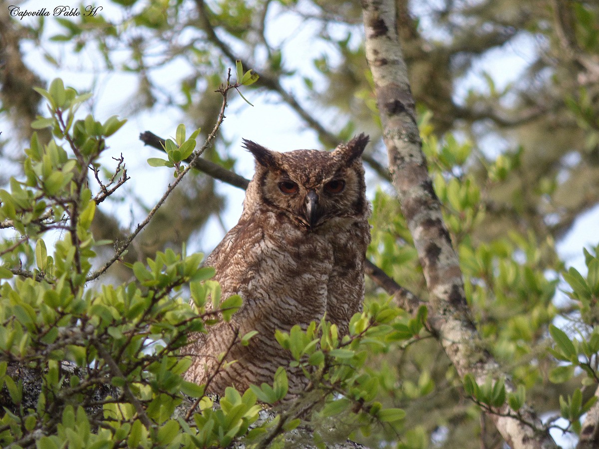 Great Horned Owl - ML334795061