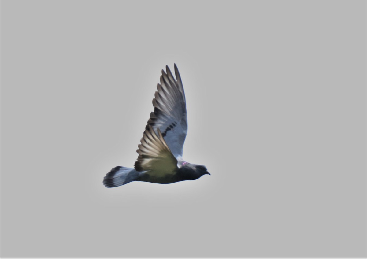 Rock Pigeon (Feral Pigeon) - Josue  de León Lux (Birding Guide) josuedeleonlux@gmail.com +502 3068 8988