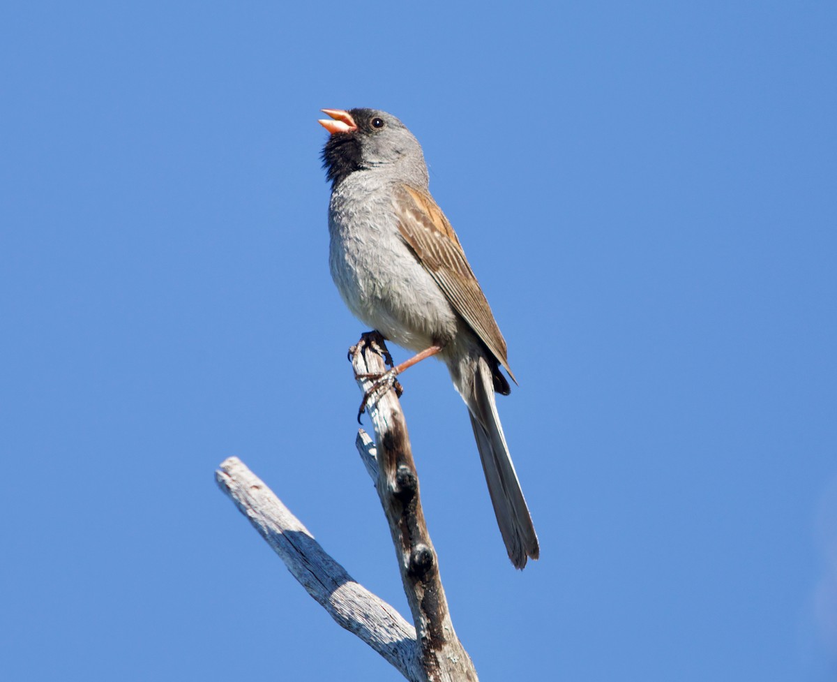 Black-chinned Sparrow - ML334807781