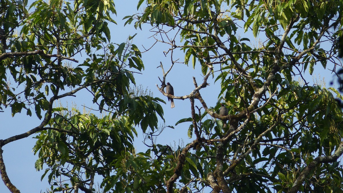 Square-tailed Bulbul - Ashwin Viswanathan