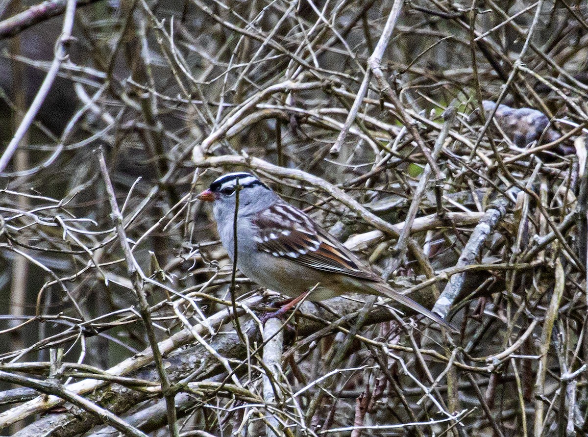 White-crowned Sparrow - Jason Lott