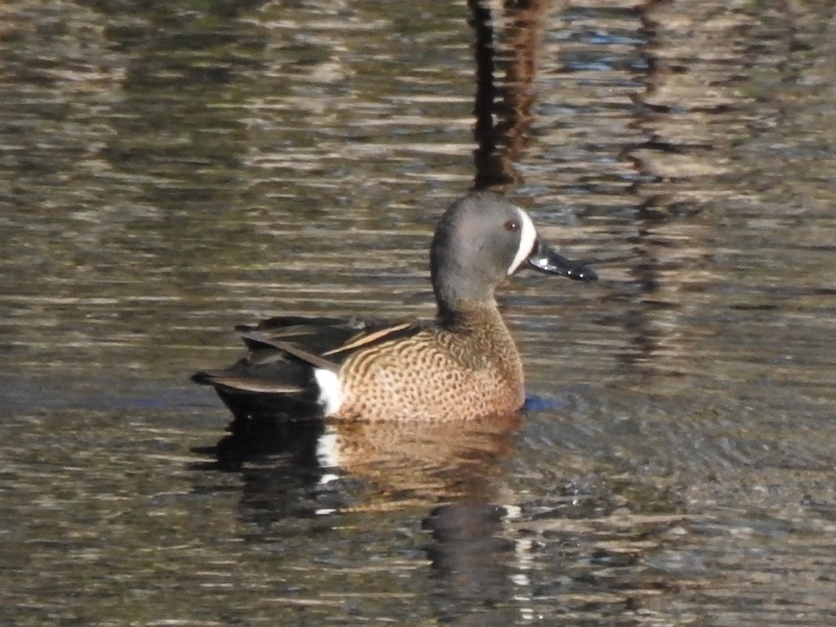 Blue-winged Teal - ML334811971