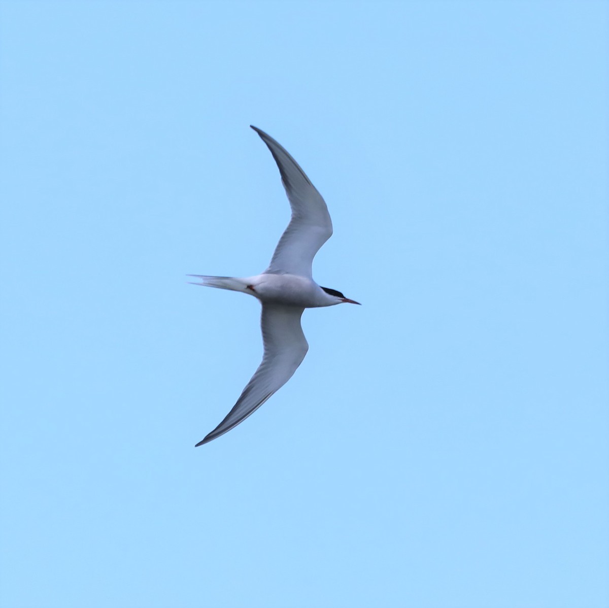Common Tern - David Nicosia