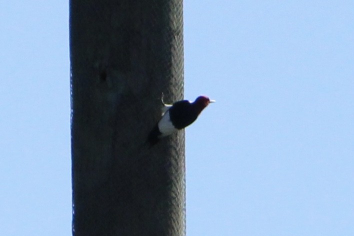 Red-headed Woodpecker - ML334815421