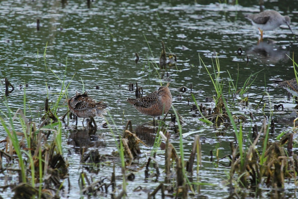 Long-billed Dowitcher - Curt Fisher