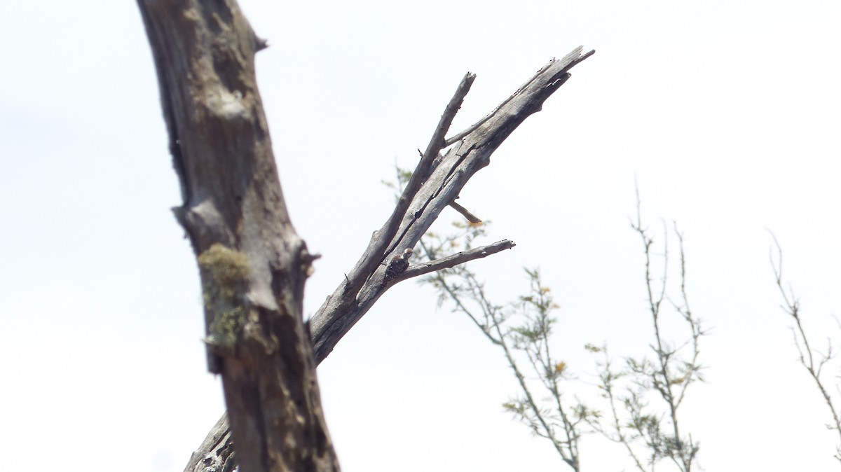 Brown-capped Pygmy Woodpecker - Ashwin Viswanathan