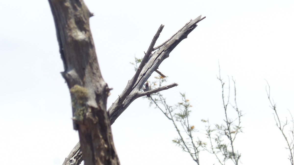 Brown-capped Pygmy Woodpecker - ML33481891