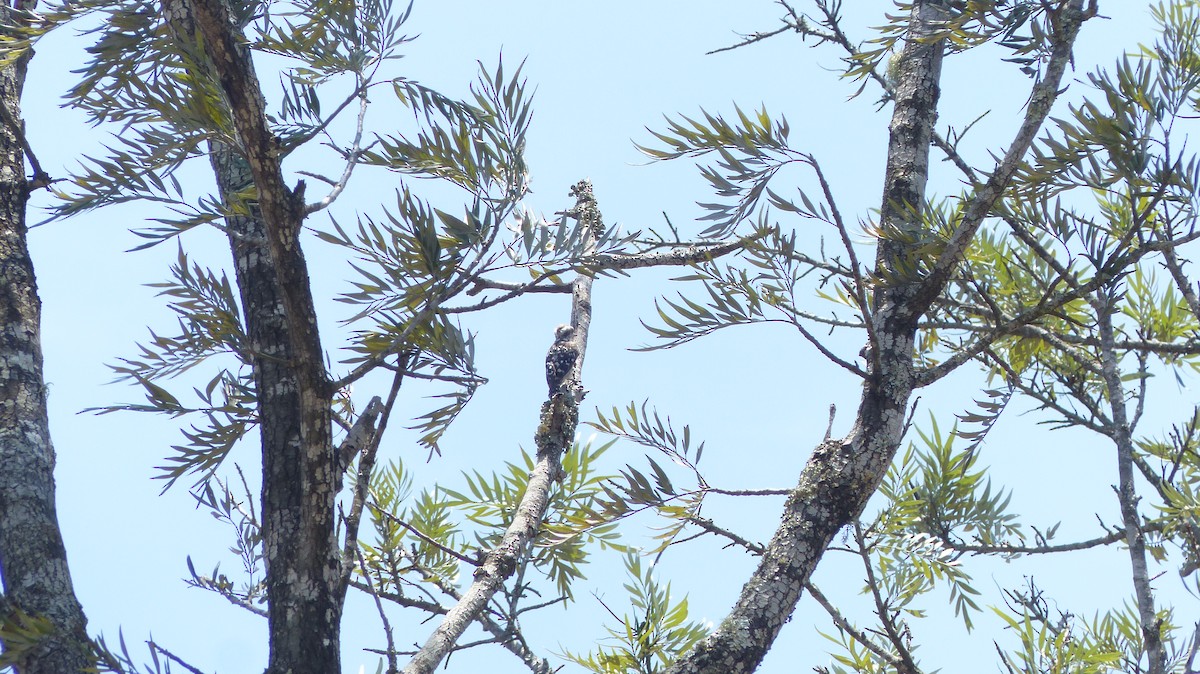 Brown-capped Pygmy Woodpecker - ML33481911