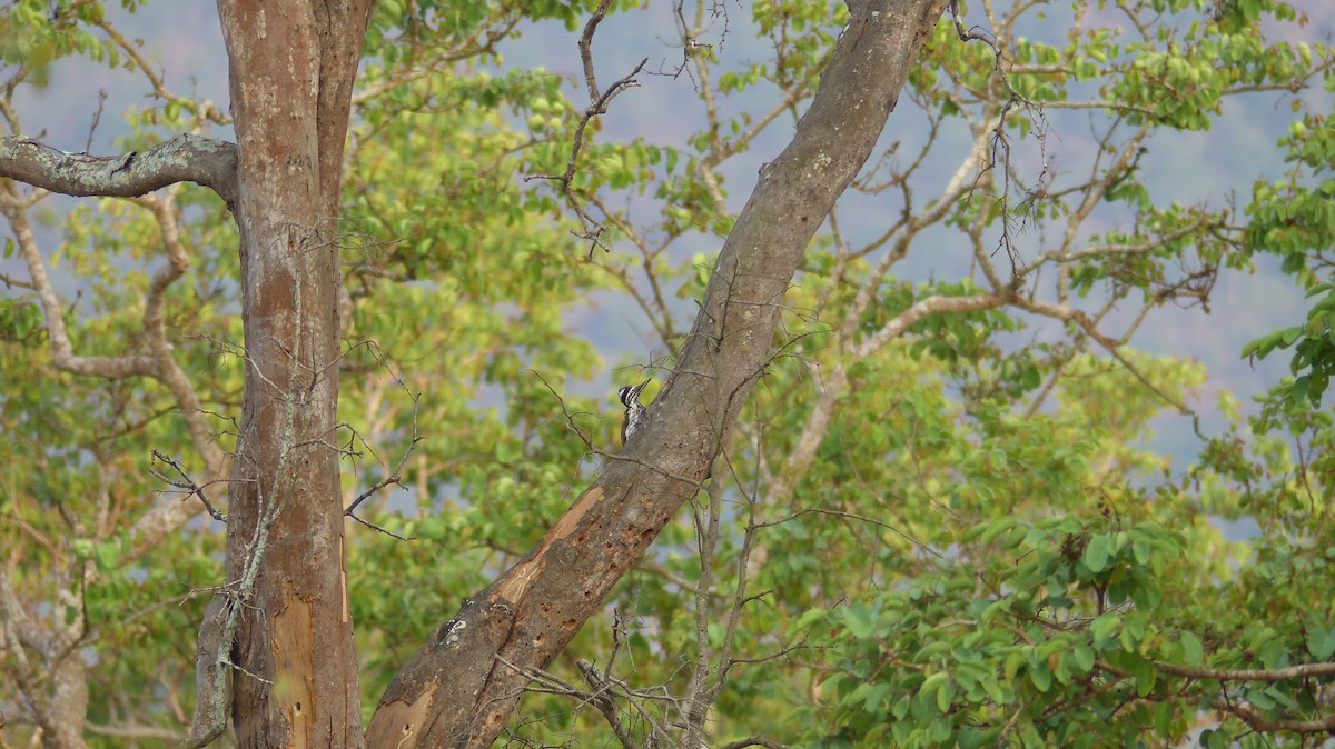 White-naped Woodpecker - Ashwin Viswanathan