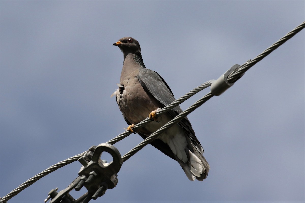 Band-tailed Pigeon - 🦉Max Malmquist🦉