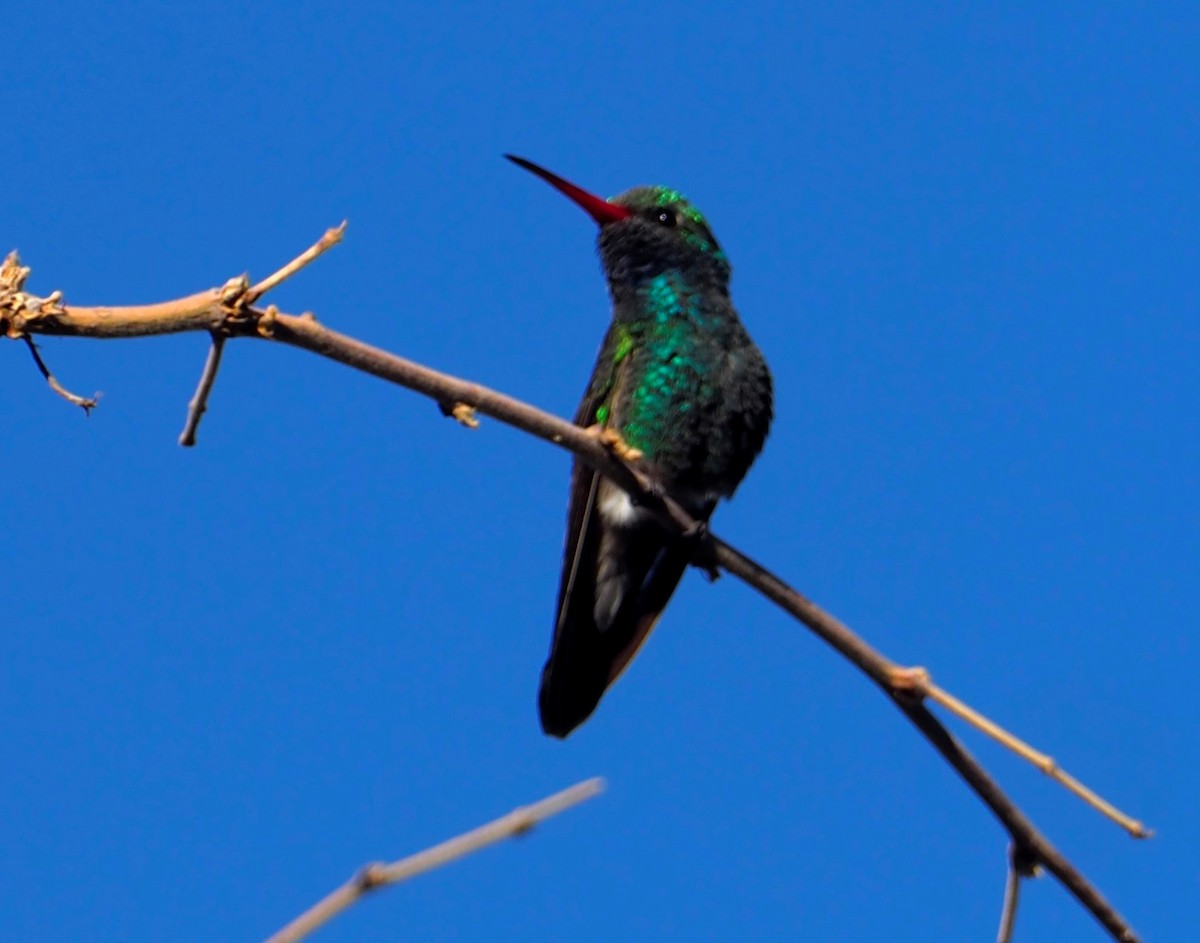 Broad-billed Hummingbird - ML334828391