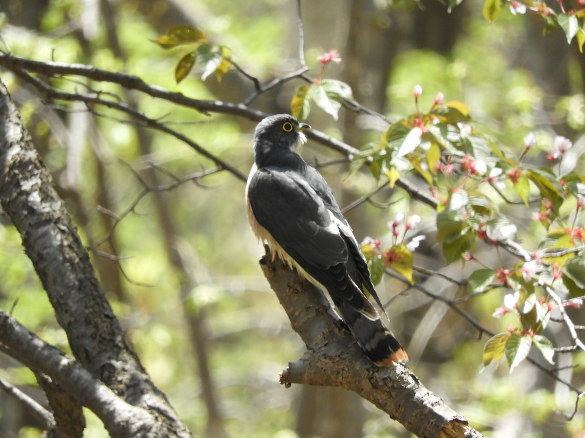 Northern Hawk-Cuckoo - Silas Brown