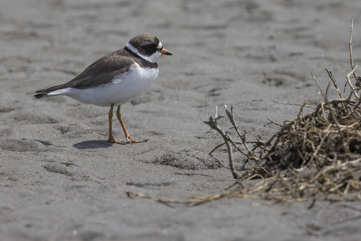Semipalmated Plover - ML334835561