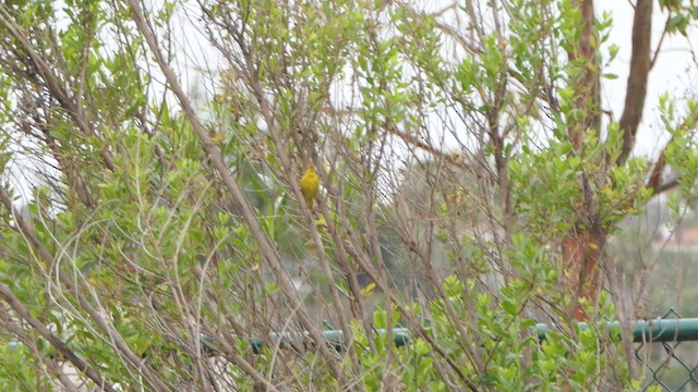 Yellow Warbler (Northern) - ML334841691