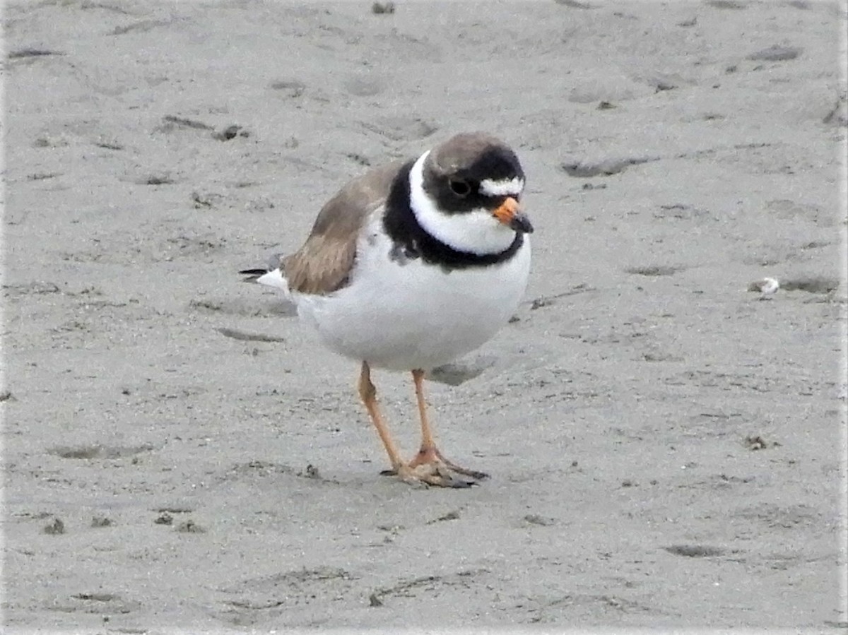 Semipalmated Plover - ML334844191