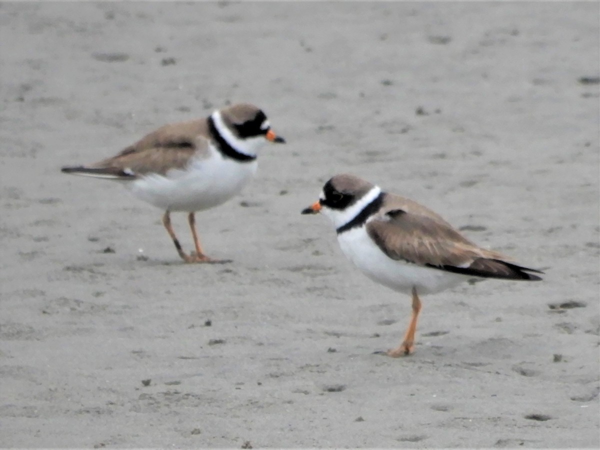 Semipalmated Plover - ML334844201