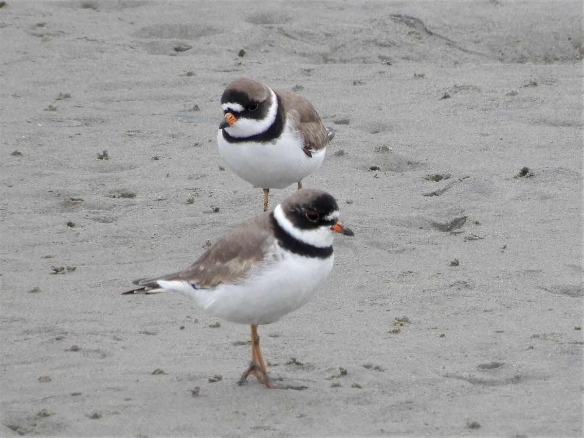 Semipalmated Plover - ML334844211