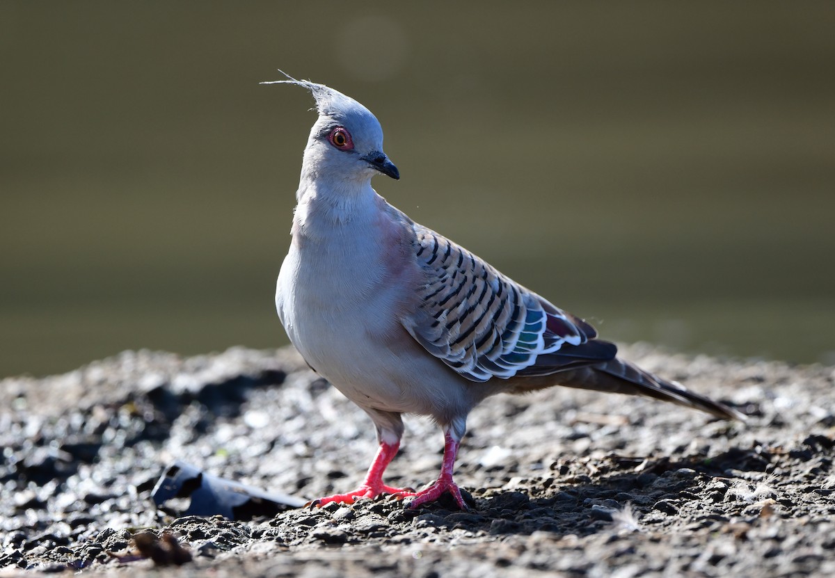Crested Pigeon - ML334844601