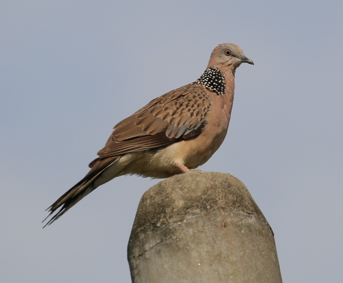 Spotted Dove - ML334845191