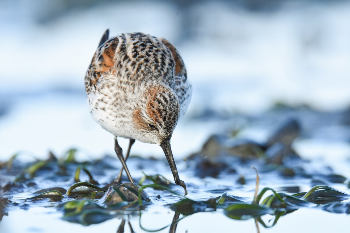 Western Sandpiper - Andy Bankert