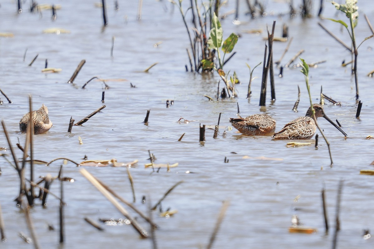 Long-billed Dowitcher - ML334848891