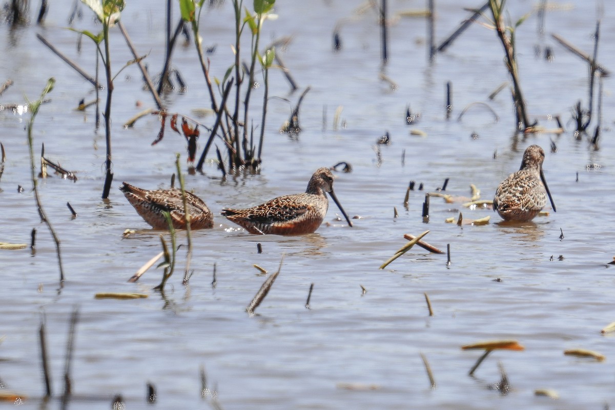 Long-billed Dowitcher - ML334848901