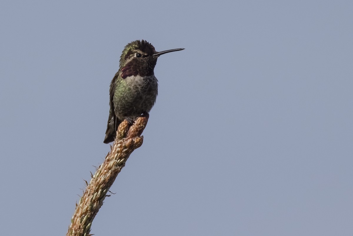 Anna's Hummingbird - Robert Lockett