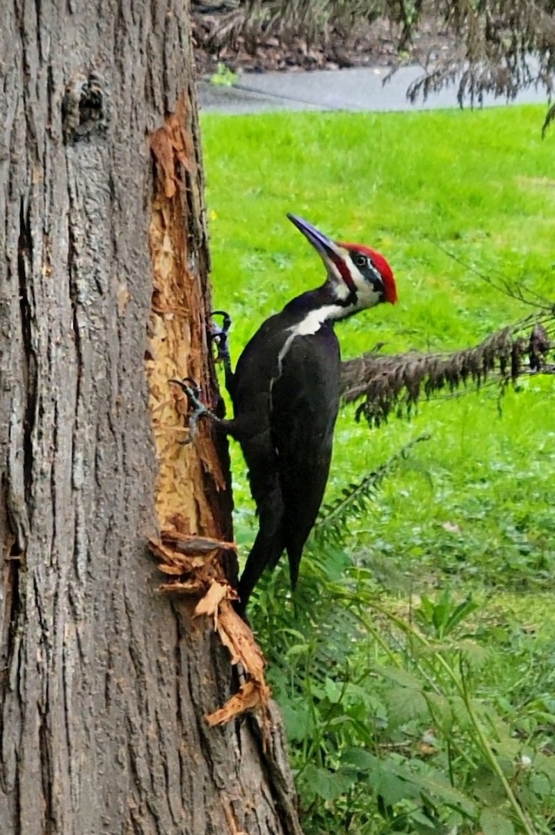 Pileated Woodpecker - Destiny Greig