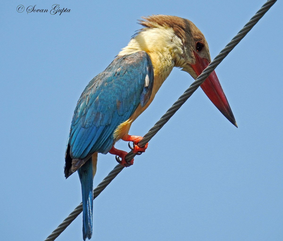 Stork-billed Kingfisher - Sovan Gupta