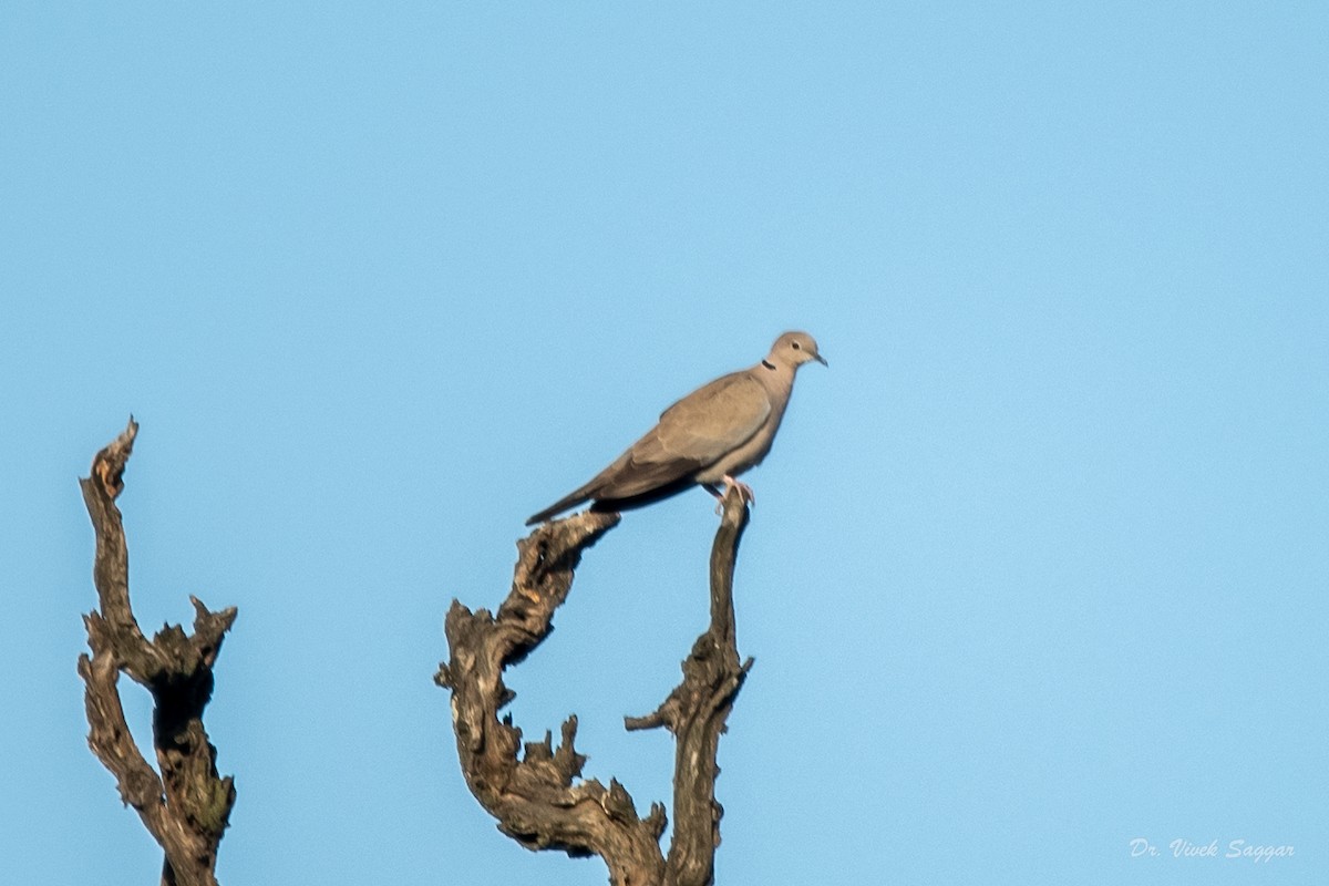Eurasian Collared-Dove - Vivek Saggar
