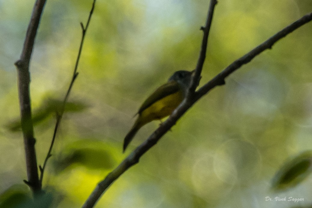 Gray-headed Canary-Flycatcher - Vivek Saggar