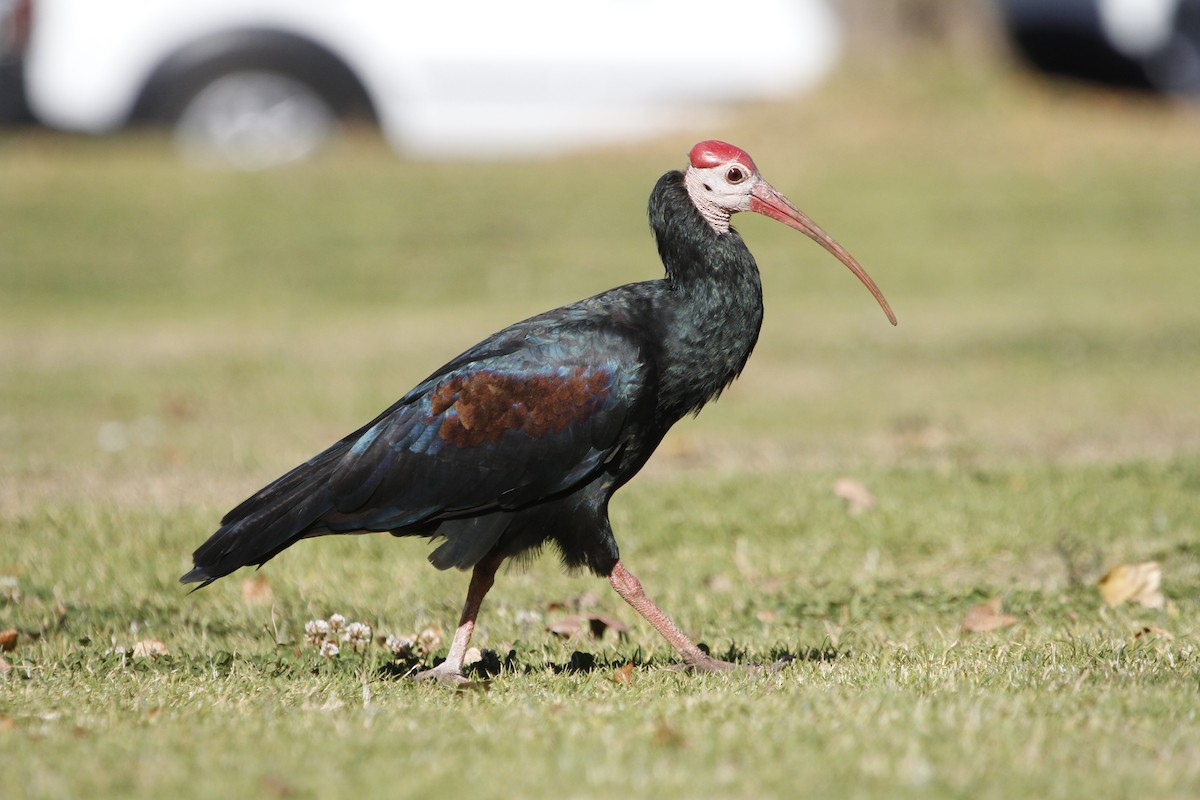 ibis jihoafrický - ML334853931