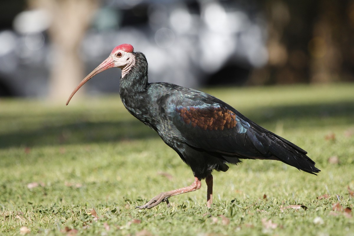 ibis jihoafrický - ML334854161