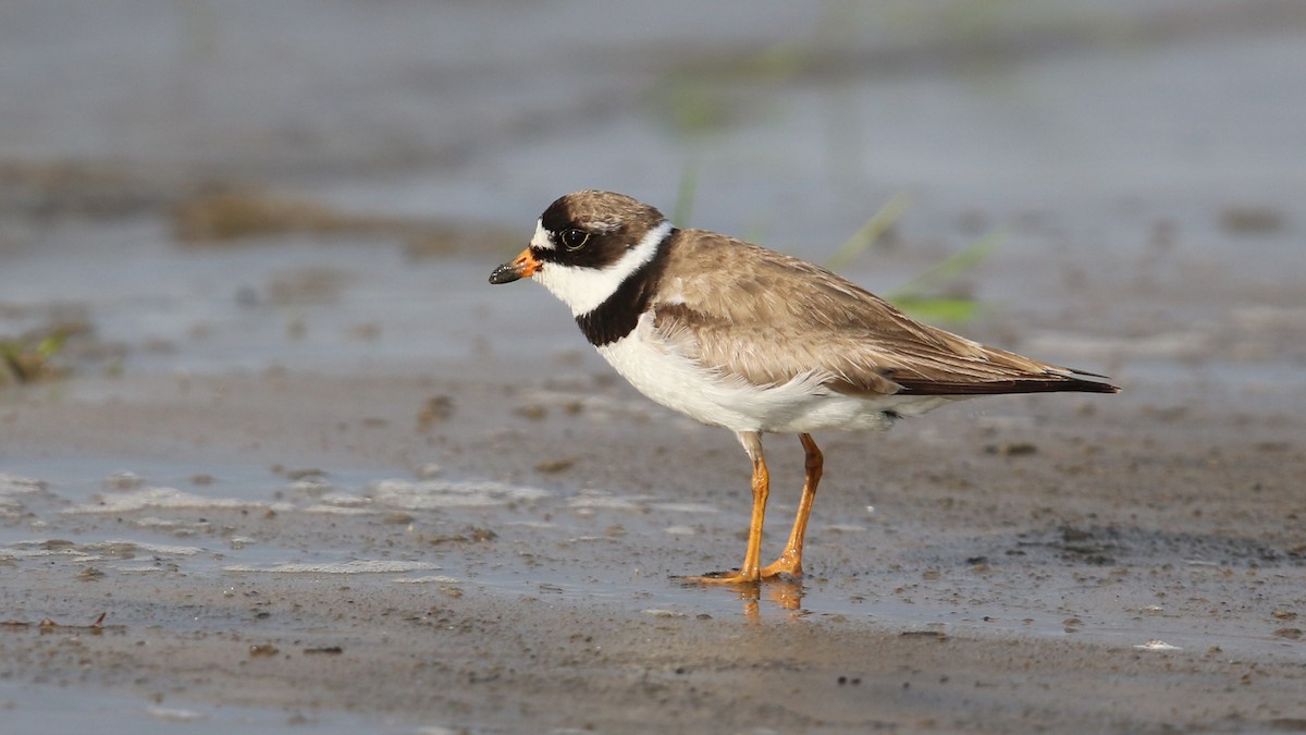 Semipalmated Plover - ML33485611