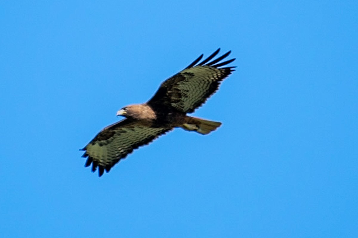 Red-tailed Hawk - Pema Zonglo
