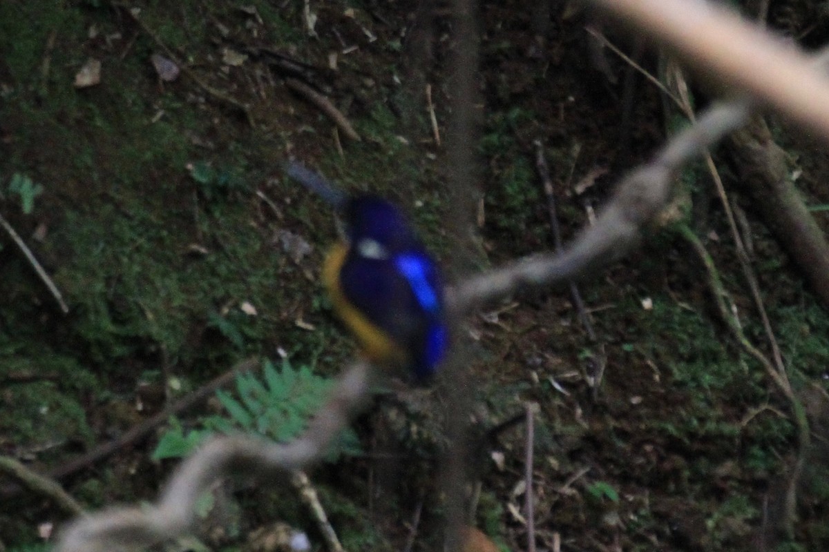 Papuan Dwarf-Kingfisher - ML33485761