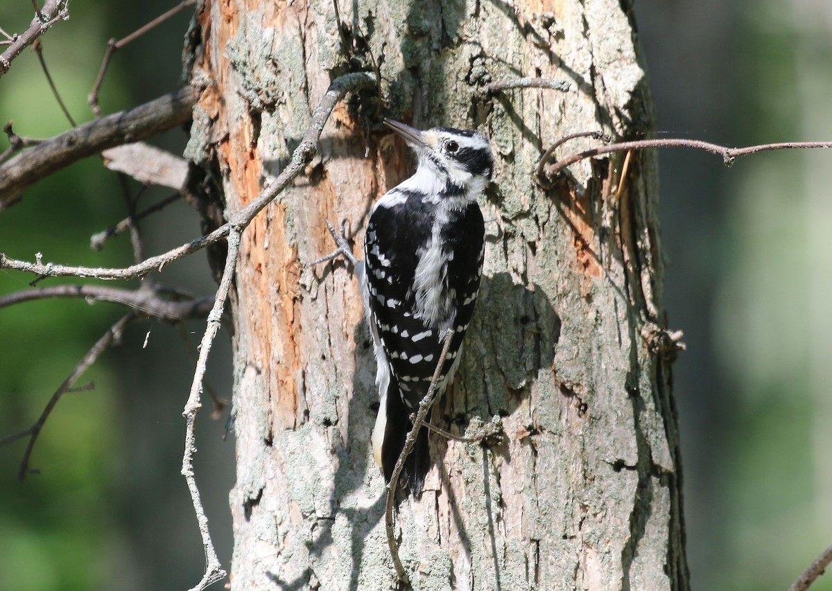 Hairy Woodpecker - ML33486061