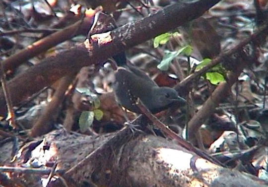 Black-throated Antbird - ML334861301